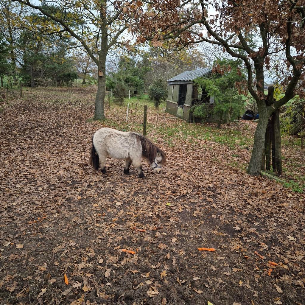 Mini hengstjes super papier, Dieren en Toebehoren, Paarden en Pony's | Dekhengsten en Fokmerries, Hengst