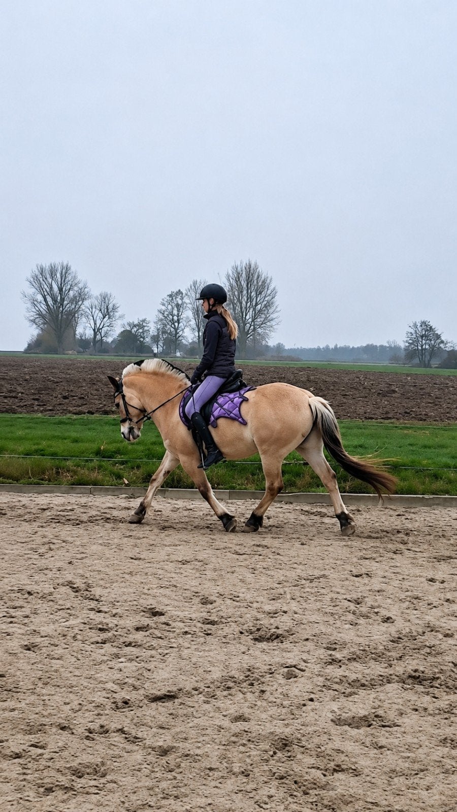 Pony/ paarden zadelmak maken/door rijden, Dieren en Toebehoren, Ophalen of Verzenden, Nieuw