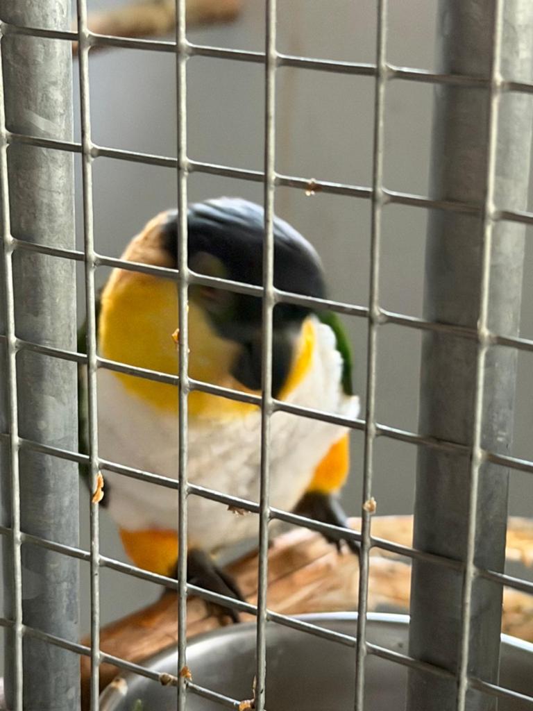 Caiqeu pop  uit mei 2019, Dieren en Toebehoren, Vogels | Parkieten en Papegaaien, Vrouwelijk, Papegaai, Tam