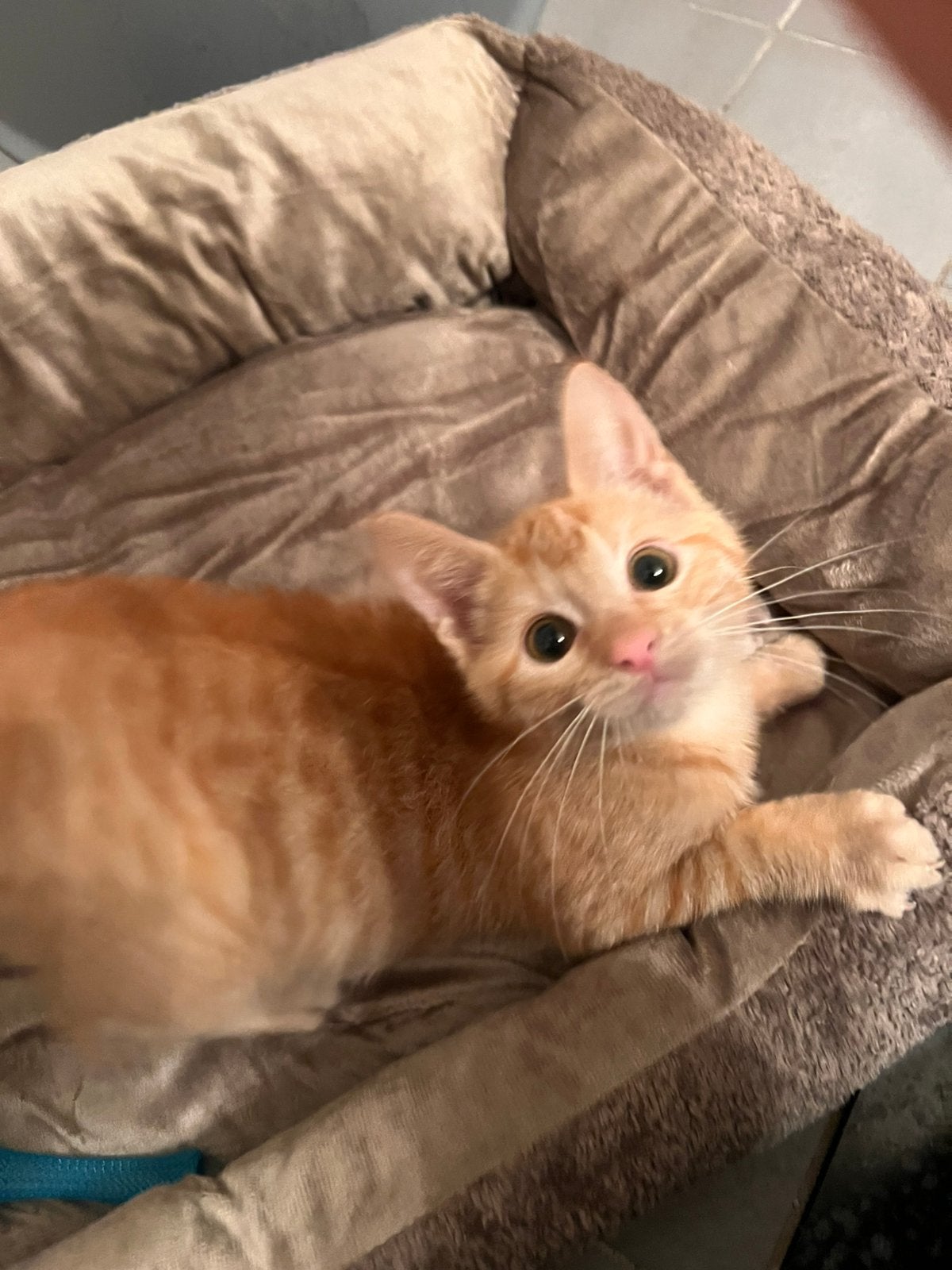 Lief mooi rood poesje zoekt 5sterren huisje, Poes