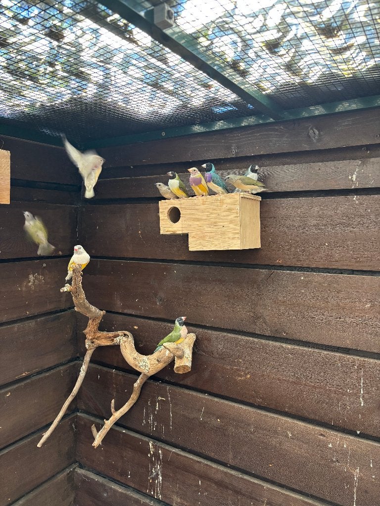 Gould Amadines, Meerdere dieren, Tropenvogel