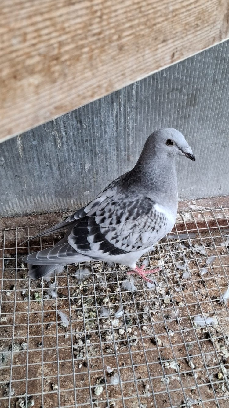 Mooie jonge kleurpostduif ice kras, Vrouwelijk