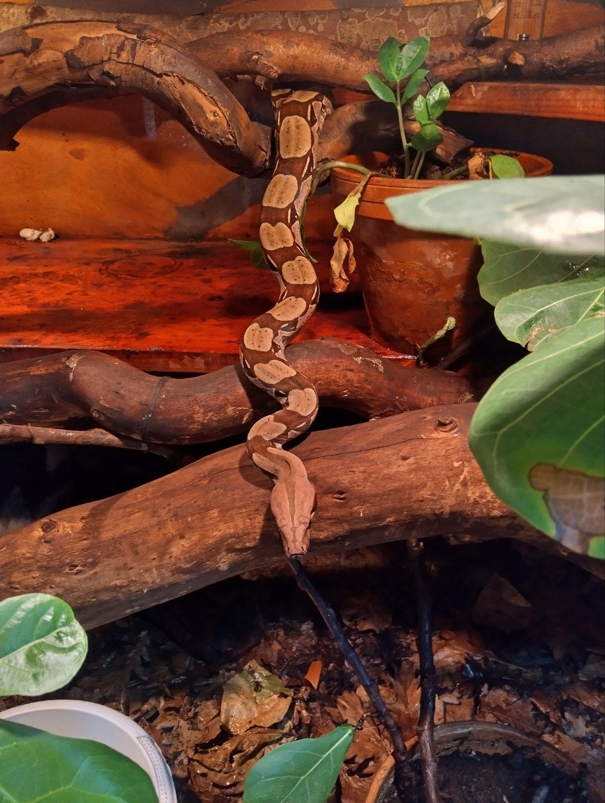 nakweek Frans Guyana boas Belizon area Boa Constrictor photo 6