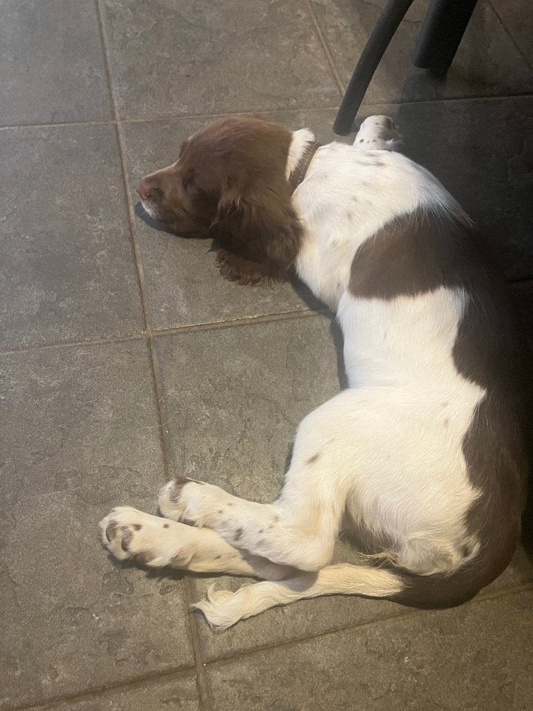 Puppy Engelse Springer Spaniel, 8 tot 15 weken, Teef, Parvo, Eén hond