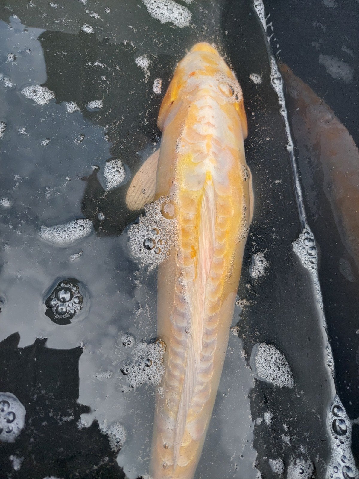 Doitsu Purachina – 51 cm, Dieren en Toebehoren, Vissen | Vijvervissen, Karper of Koi