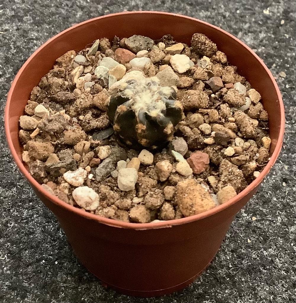 Cactus, Discocactus, Ophalen
