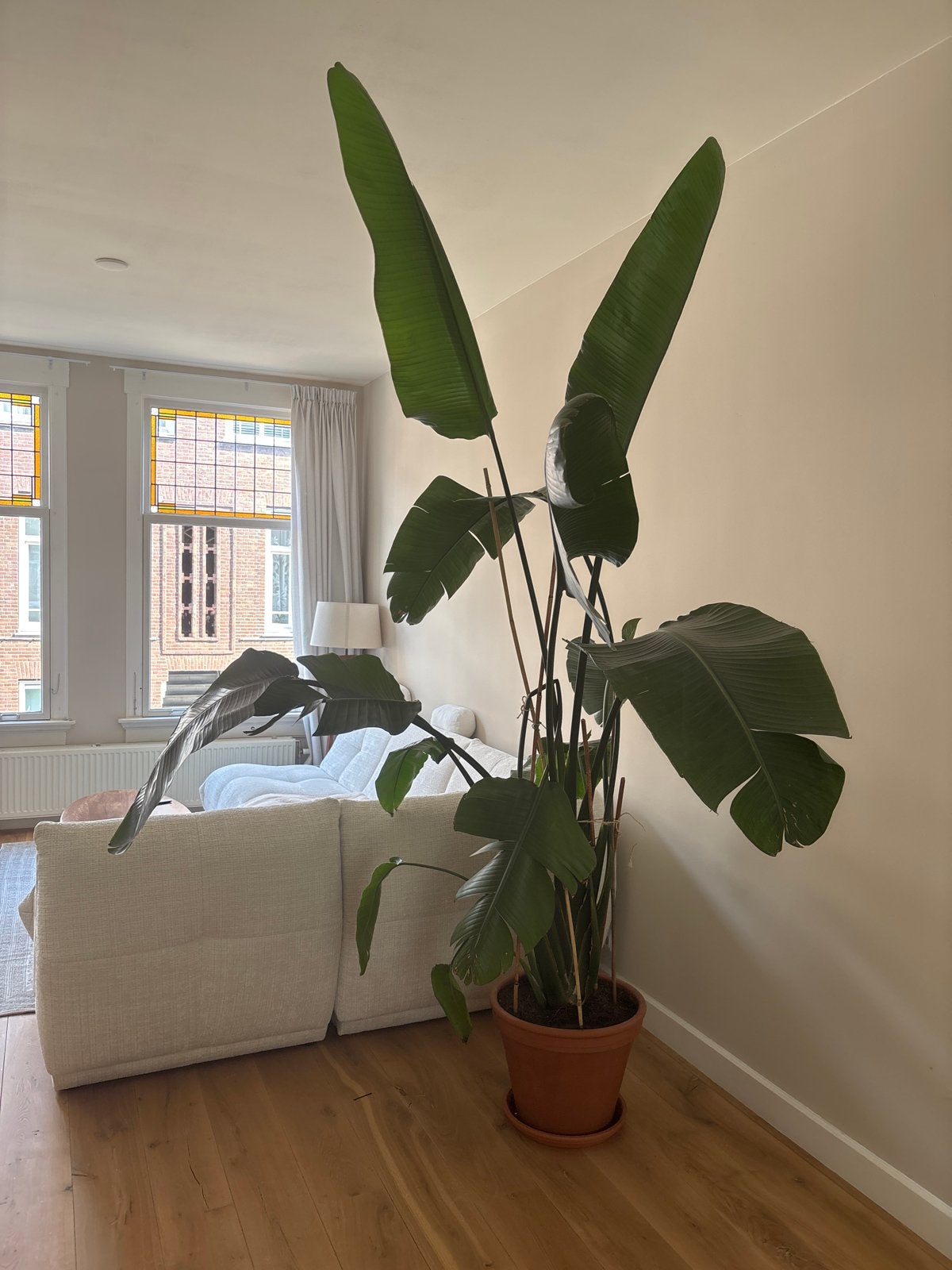 Grote Strelitzia Nicolai - Paradijsvogelplant inclusief pot, Huis en Inrichting, Kamerplanten, Ophalen, 200 cm of meer, Overige soorten
