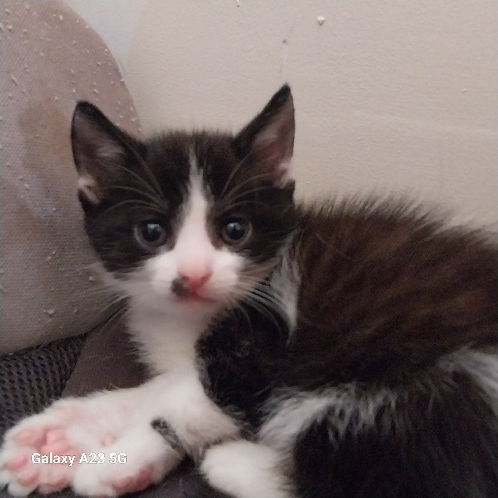 europeze kittens, Meerdere dieren, Kortharig, 0 tot 2 jaar