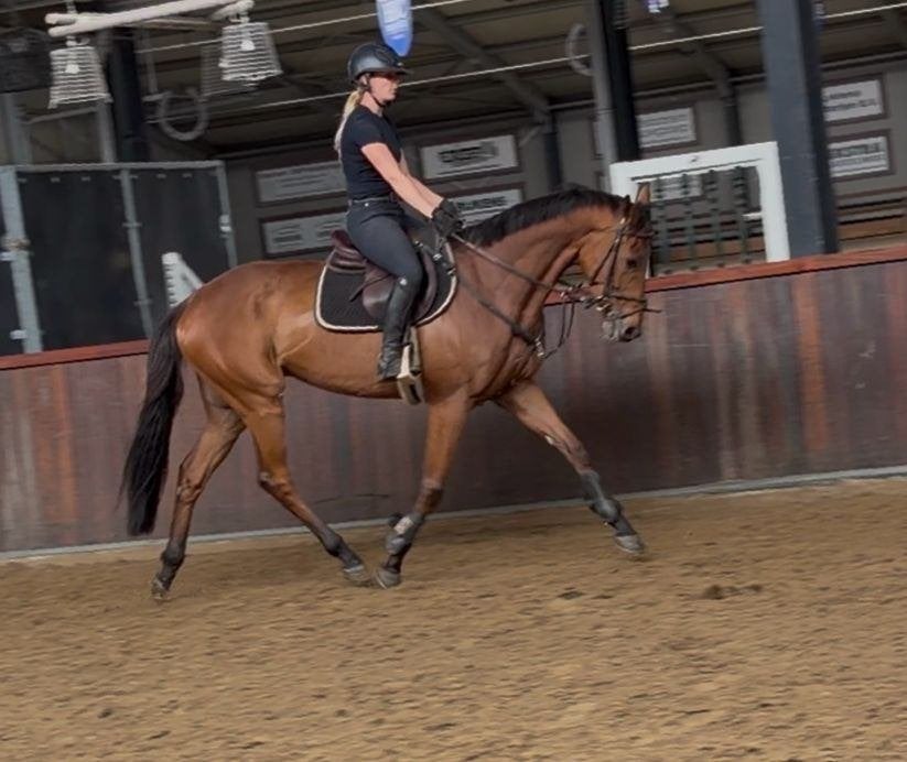 Top brave 5 jarige allround ruin, B, Ruin, 3 tot 6 jaar, Recreatiepaard