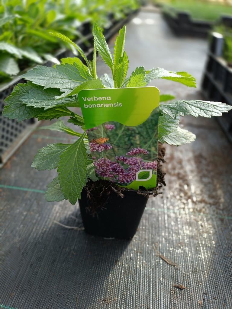 Verbena bonariensis P9 en 2 liter(alles verkocht), Ophalen, Vaste plant, Overige soorten, Halfschaduw