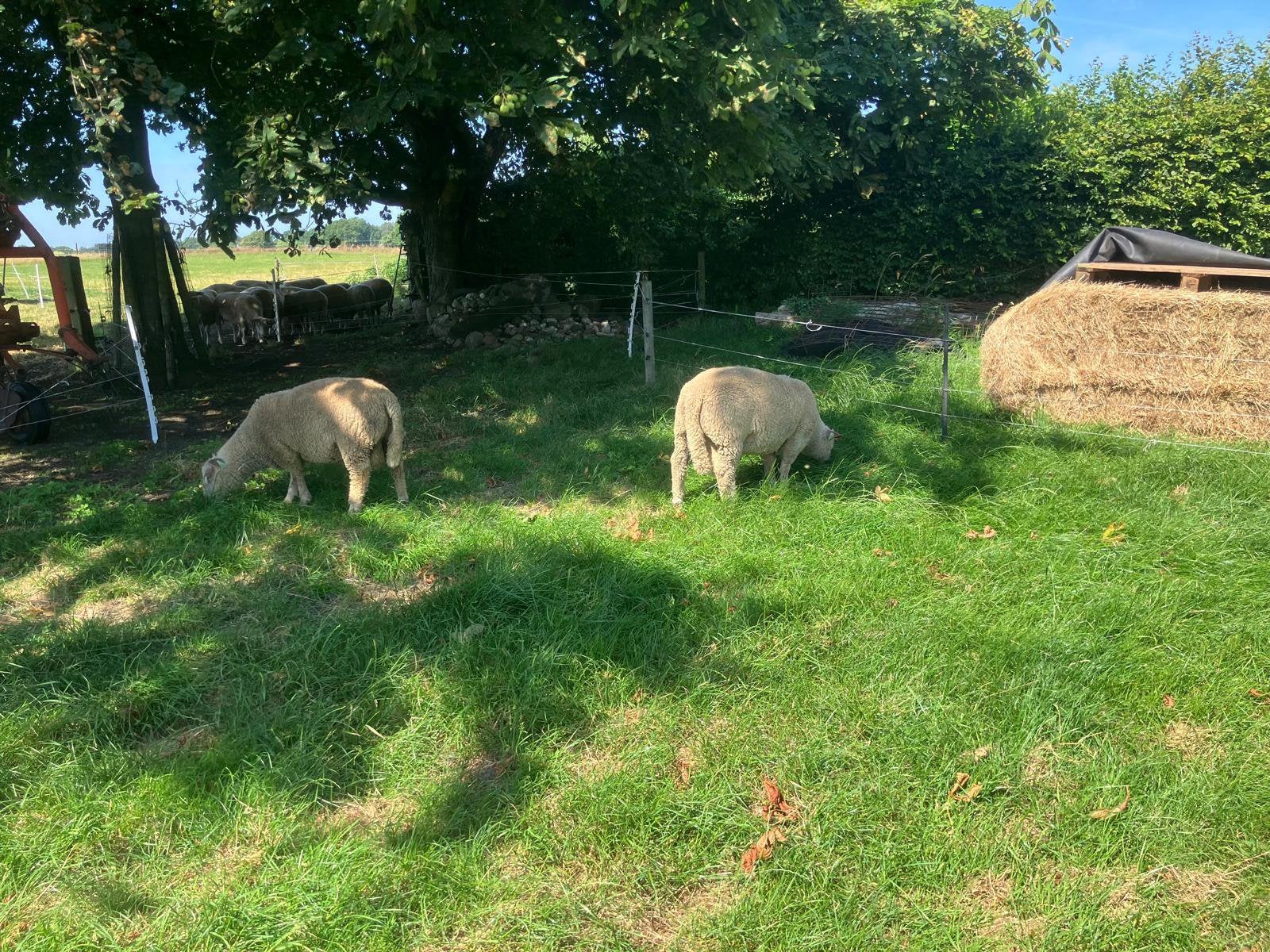 Te koop zuivere Charollais ramlammeren., Dieren en Toebehoren, Schapen, Geiten en Varkens, Mannelijk, Schaap