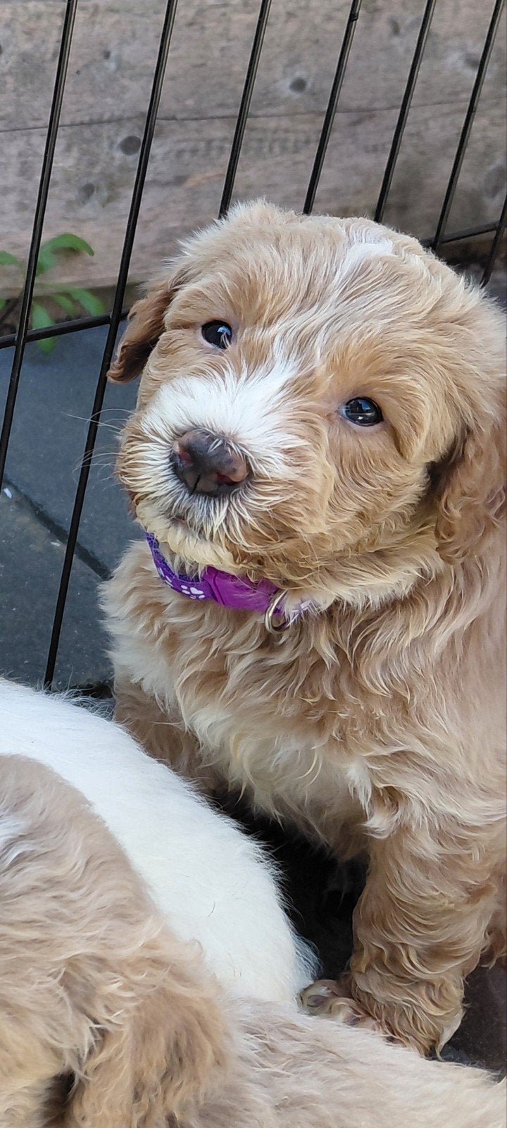 Prachtige medium labradoodle pups, Overige rassen, 8 tot 15 weken, Meerdere, Meerdere dieren