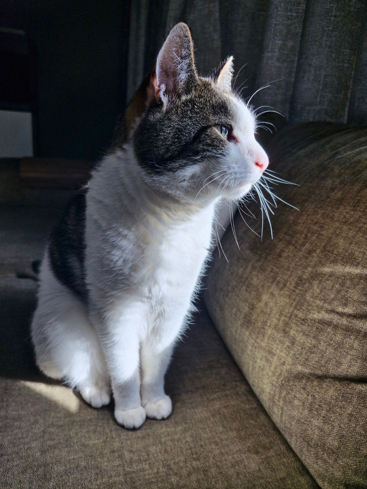 Kat zoekt nieuw huis, Kater, Gechipt, 6 jaar of ouder