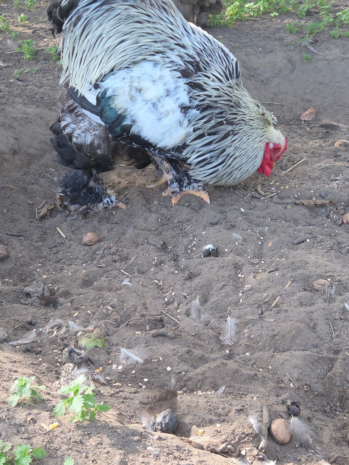 brahma zilverpatrijs, Dieren en Toebehoren, Geslacht onbekend, Kip
