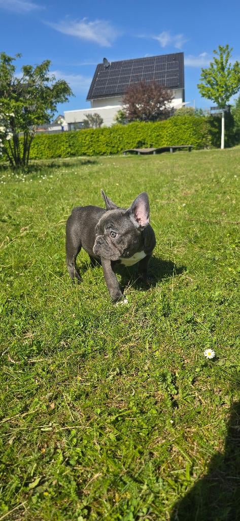 Mooie Franse Bulldog pups beschikbaar, Dieren en Toebehoren, Honden | Bulldogs, Pinschers en Molossers, 8 tot 15 weken, Parvo
