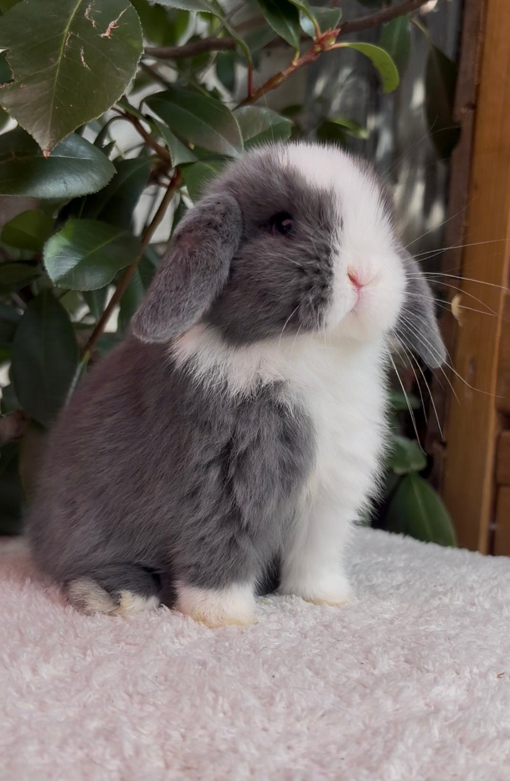 Minilop babys beschikbaar, Dieren en Toebehoren, Meerdere dieren, Dwerg