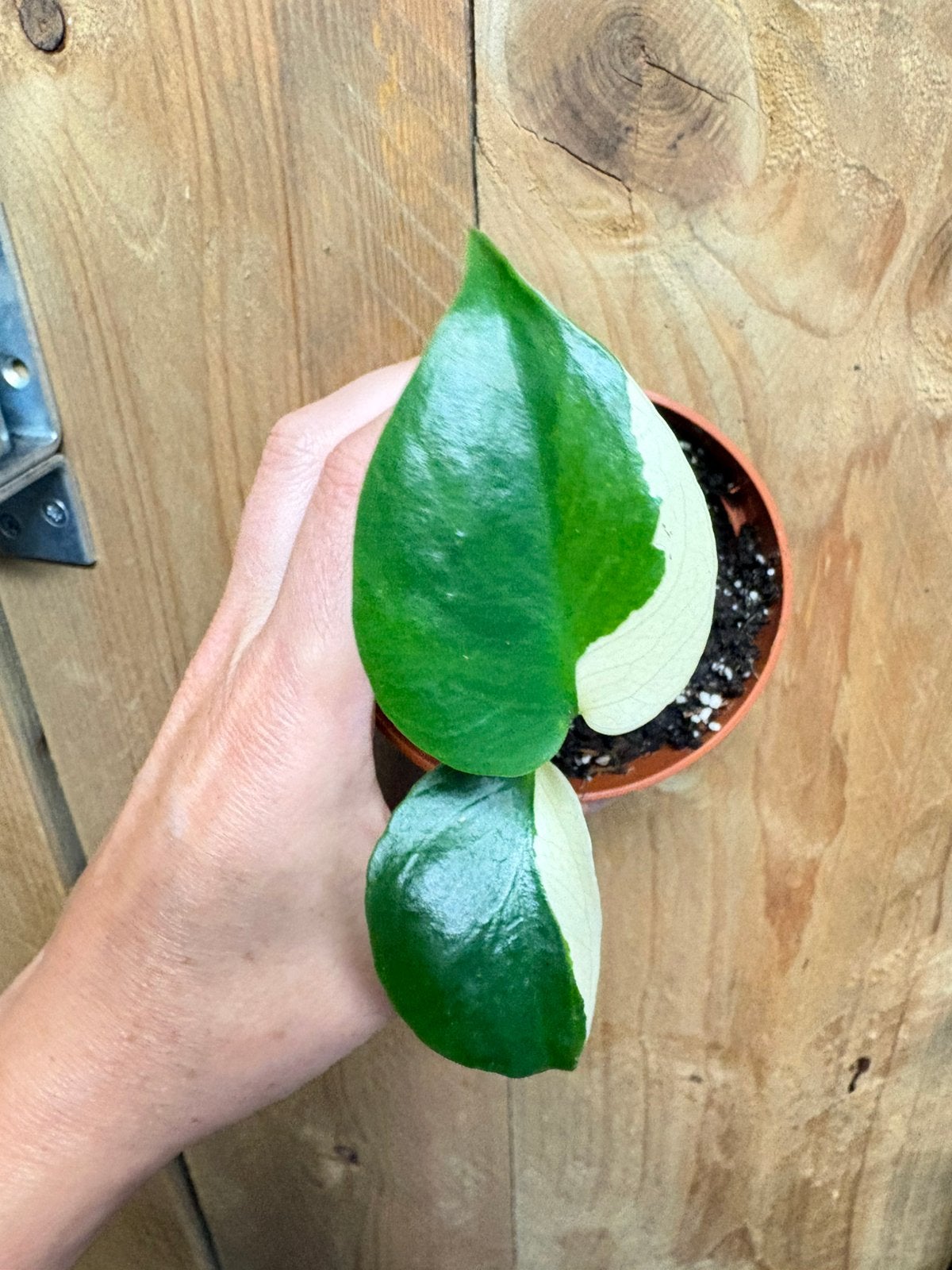 Monstera deliciosa variegata plant albo white wit halfmoon, Ophalen of Verzenden, Halfschaduw, Minder dan 100 cm