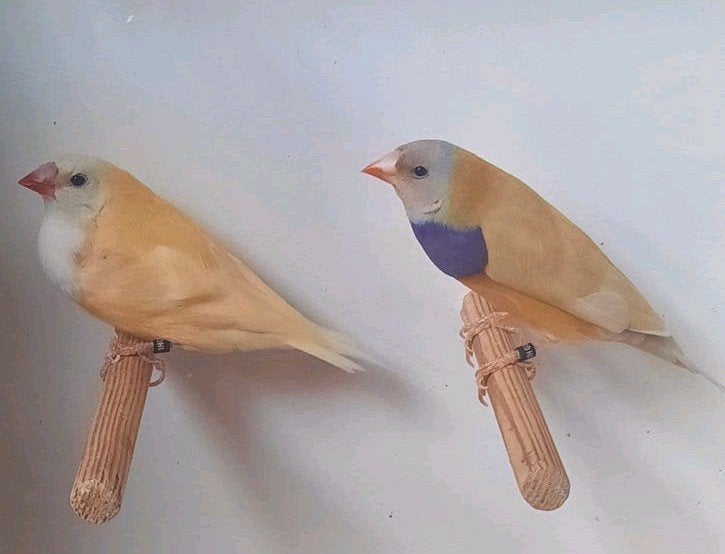 te koop diverse onverwante koppels gouldamadines, Dieren en Toebehoren, Meerdere dieren, Tropenvogel, Geringd