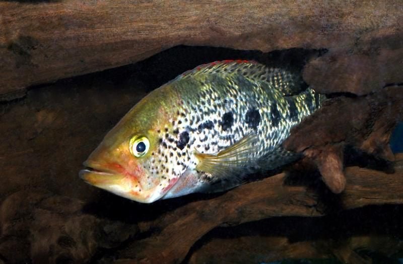Midden Amerikaanse Cichliden: Petenia splendida F2, Dieren en Toebehoren, Vis, Zoetwatervis