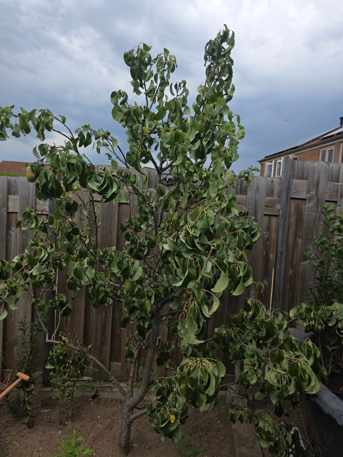 perenboom, Ophalen, Volle zon, Overige soorten