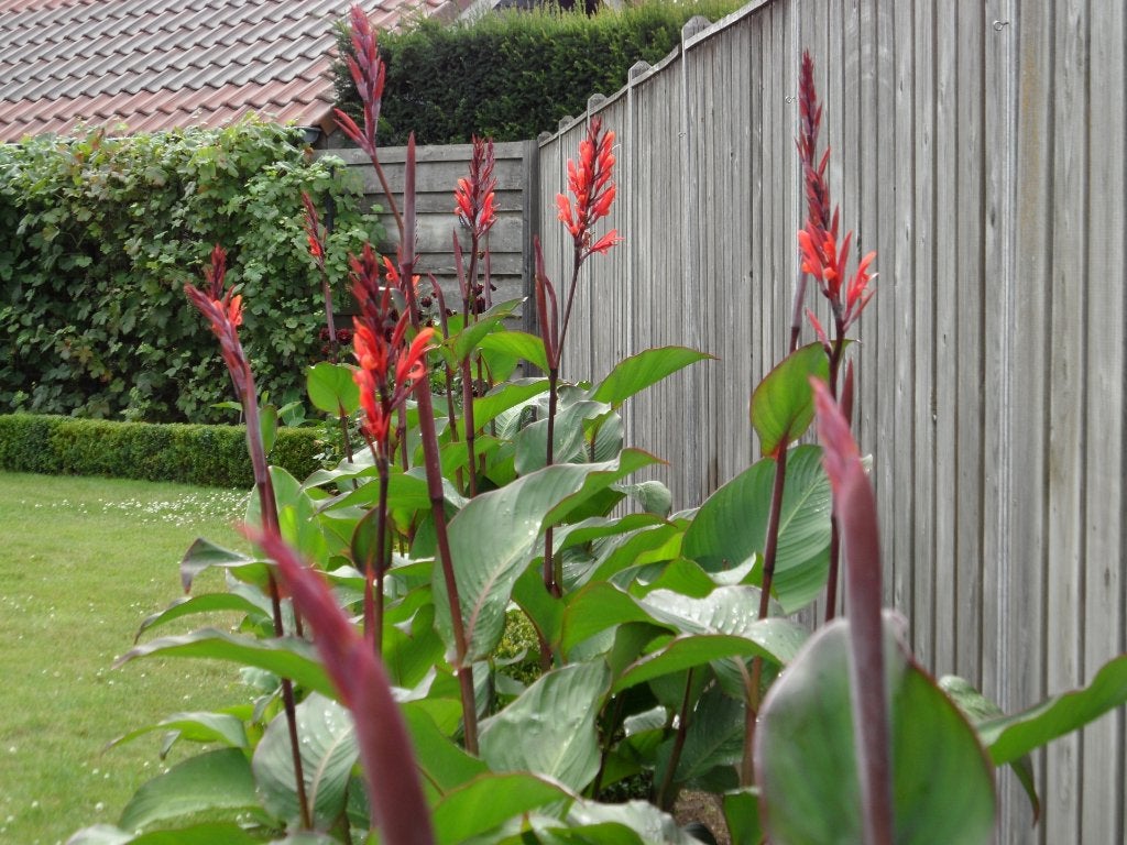canna bollen / knollen - enkel - dubbel + laatste 10 triple, Tuin en Terras, Ophalen of Verzenden, Voorjaar, Volle zon, Knol