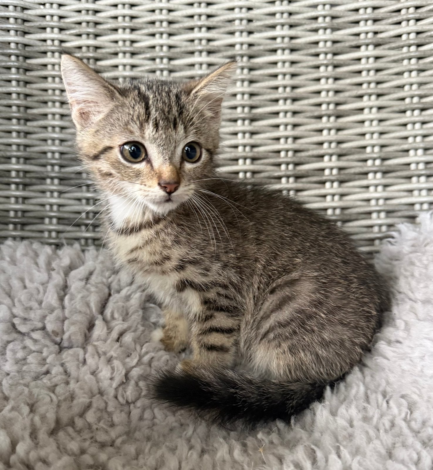 Prachtige kitten, Poes, Kortharig, 0 tot 2 jaar