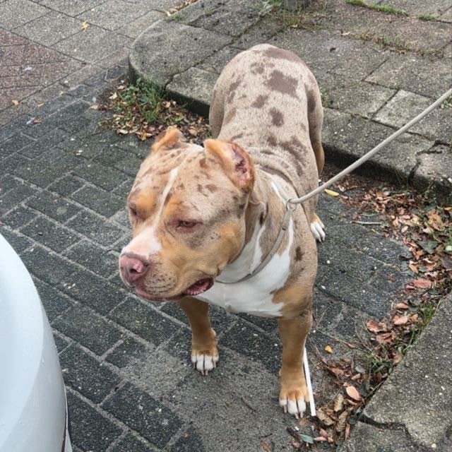 American bully xl, Dieren en Toebehoren, Particulier, Buitenland, Teef, Bulldog