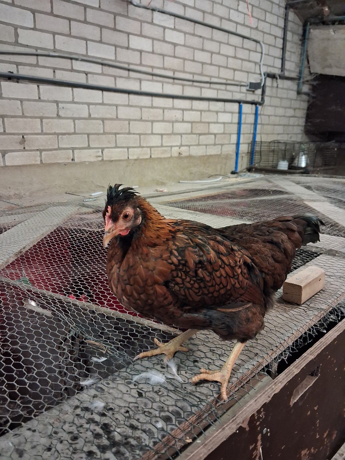 3 hennen van kruisingras kip, Dieren en Toebehoren, Vrouwelijk, Kip