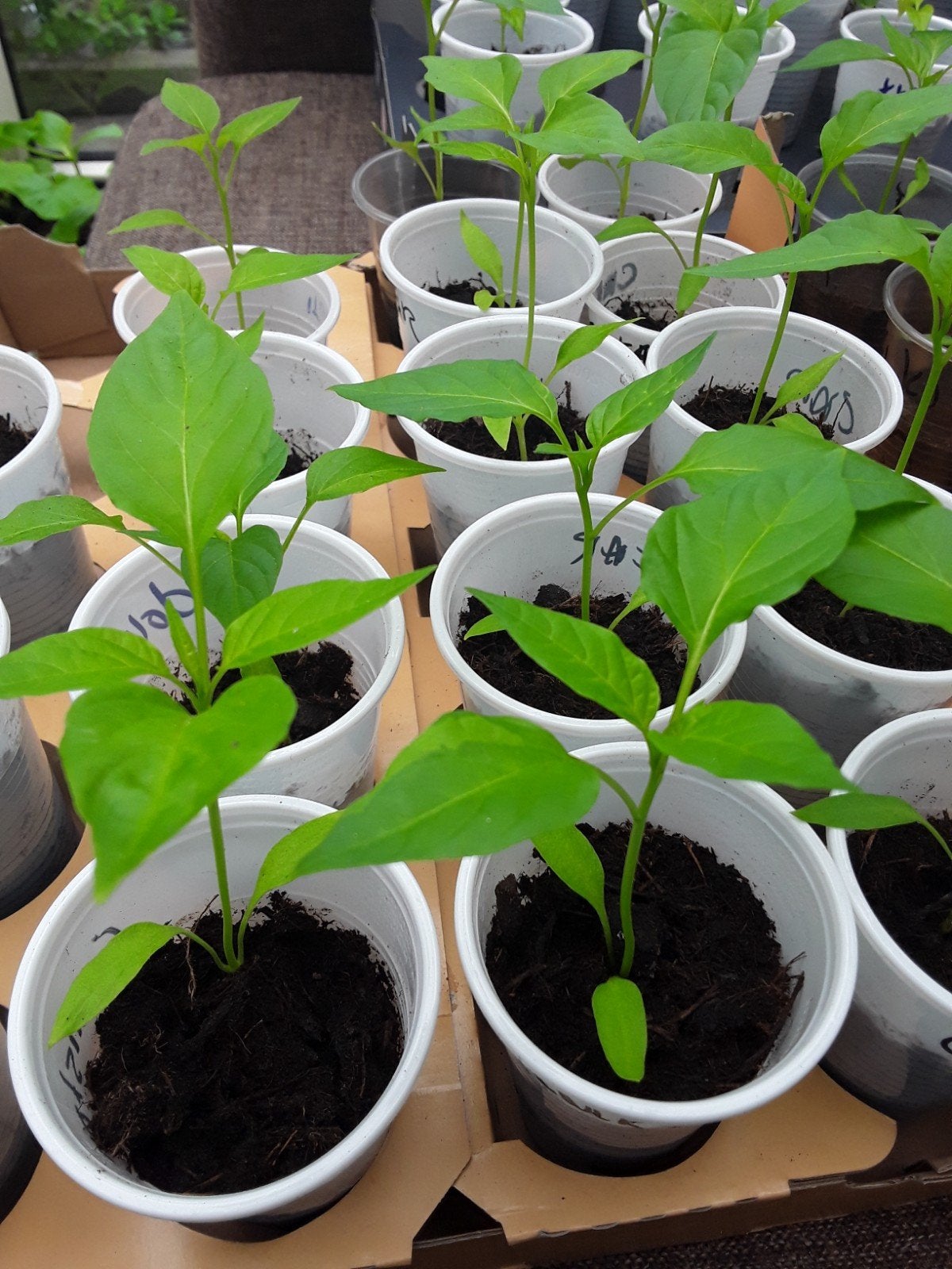 Moestuinplantjes planten stekjes carliston milde peper, Ophalen, Eenjarig, Groenteplanten, Volle zon