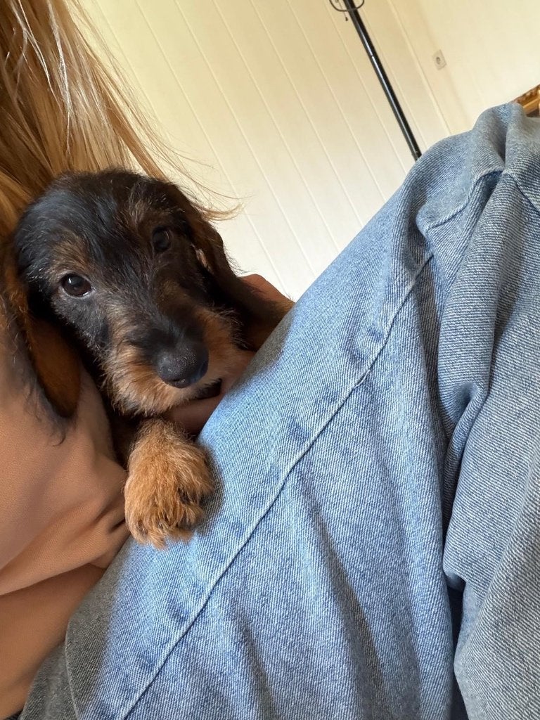 Mooie ruwharige dwergteckeltjes, Dieren en Toebehoren, Parvo, België, Particulier, Reu