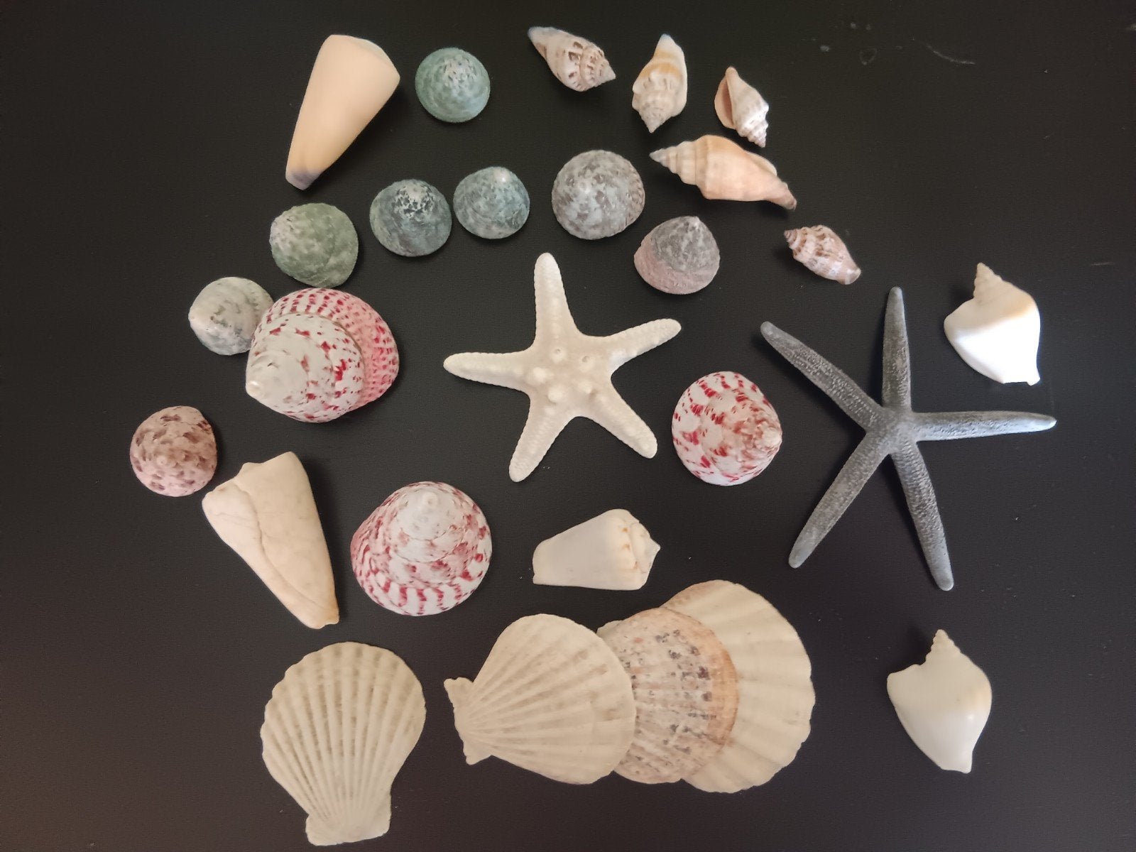 Mooie set met schelpen en zeesterren, Ophalen of Verzenden, Nieuw