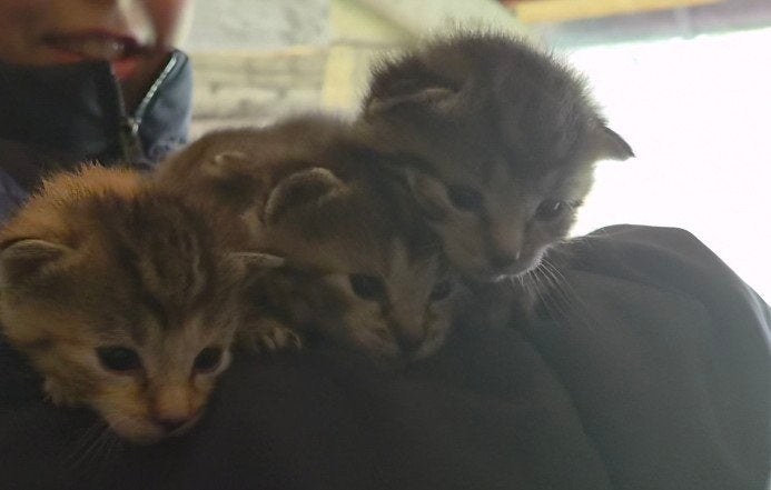 kittens, superschattig en heel tam, Poes, Kortharig
