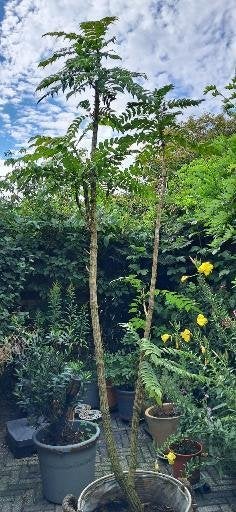Mahoniestruik, Tuin en Terras, Vaste plant, Halfschaduw, Winter, Ophalen