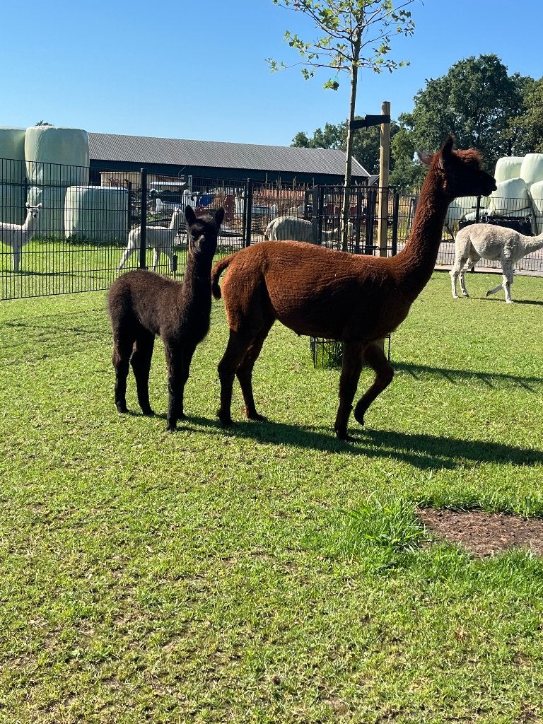 Alpaca merrie met veulen, Vrouwelijk, Schaap, 3 tot 5 jaar