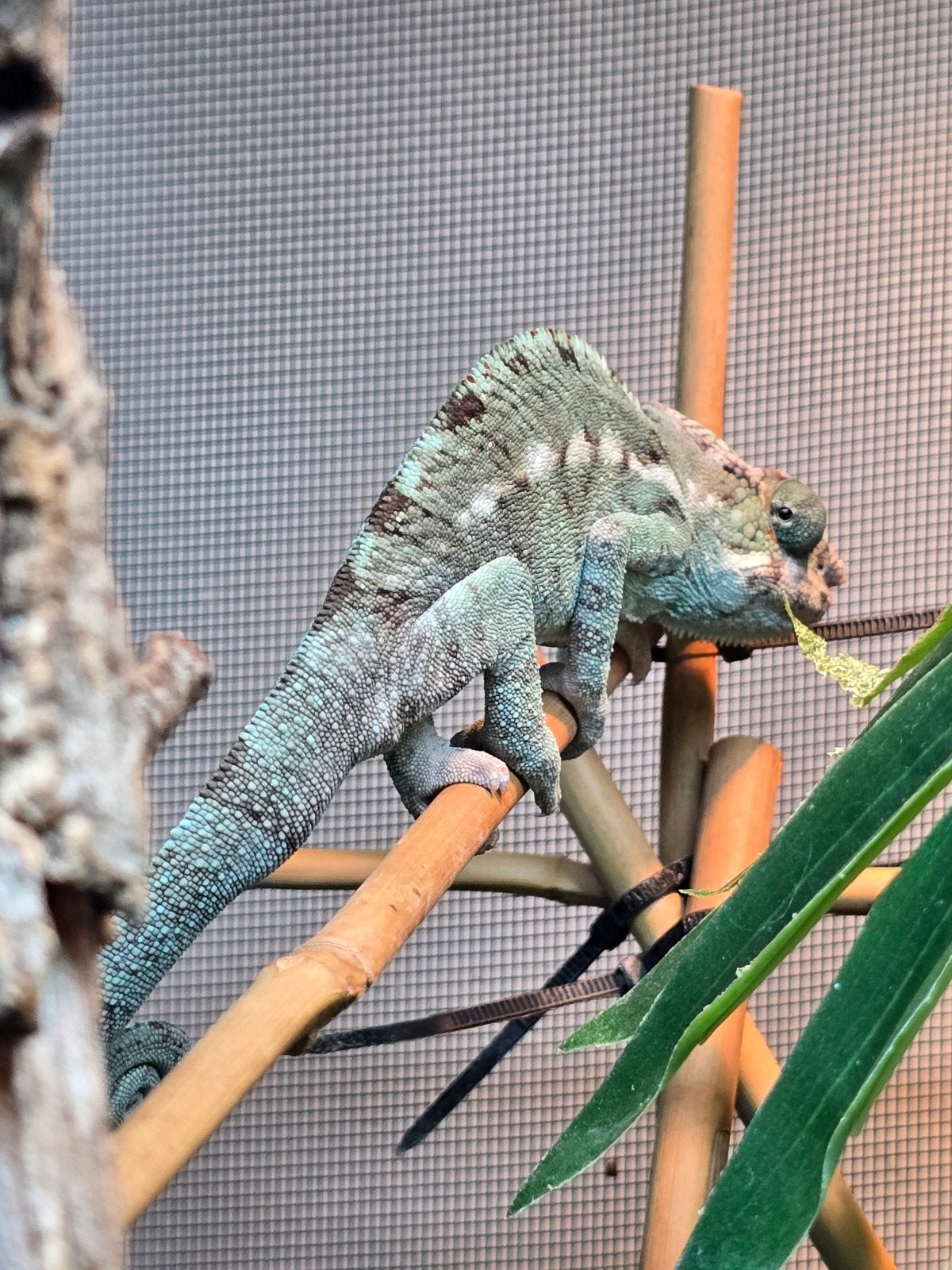Furcifer pardalis nosy be 8.8, Hagedis, Tam, 0 tot 2 jaar