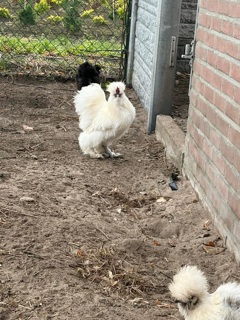 Witte zijdehoen haan, Dieren en Toebehoren, Pluimvee, Mannelijk, Kip