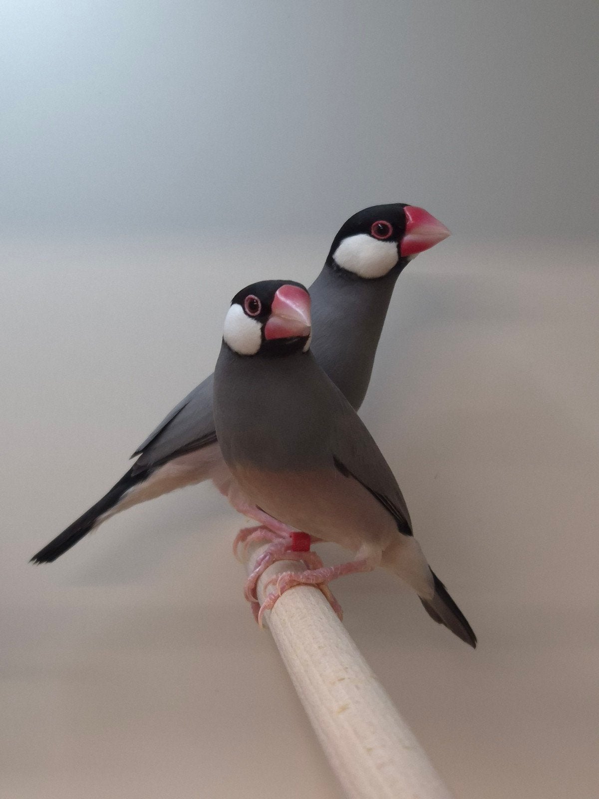 Rijstvogels, Dieren en Toebehoren, Meerdere dieren, Tropenvogel, Geringd