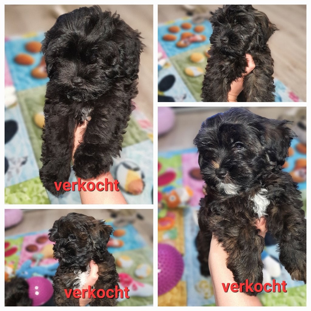 Toy poedel×lhasaapso, geteste ouders, laatste teefje roze, Poedel, Parvo, 8 tot 15 weken, Meerdere
