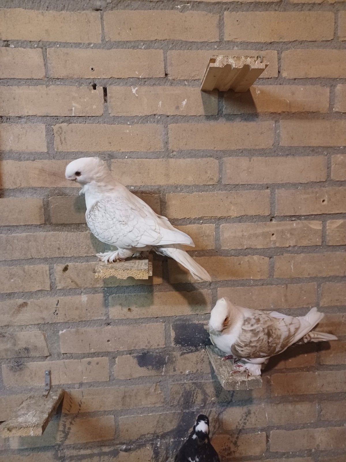 Koppel oosterse meeuwen, Meerdere dieren, Overige soorten