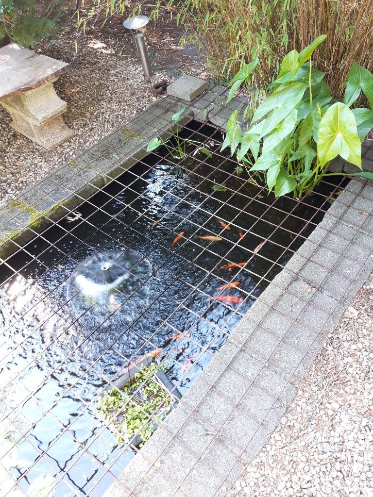 Goudvissen gratis af te halen, Dieren en Toebehoren, Goudvis(sen)