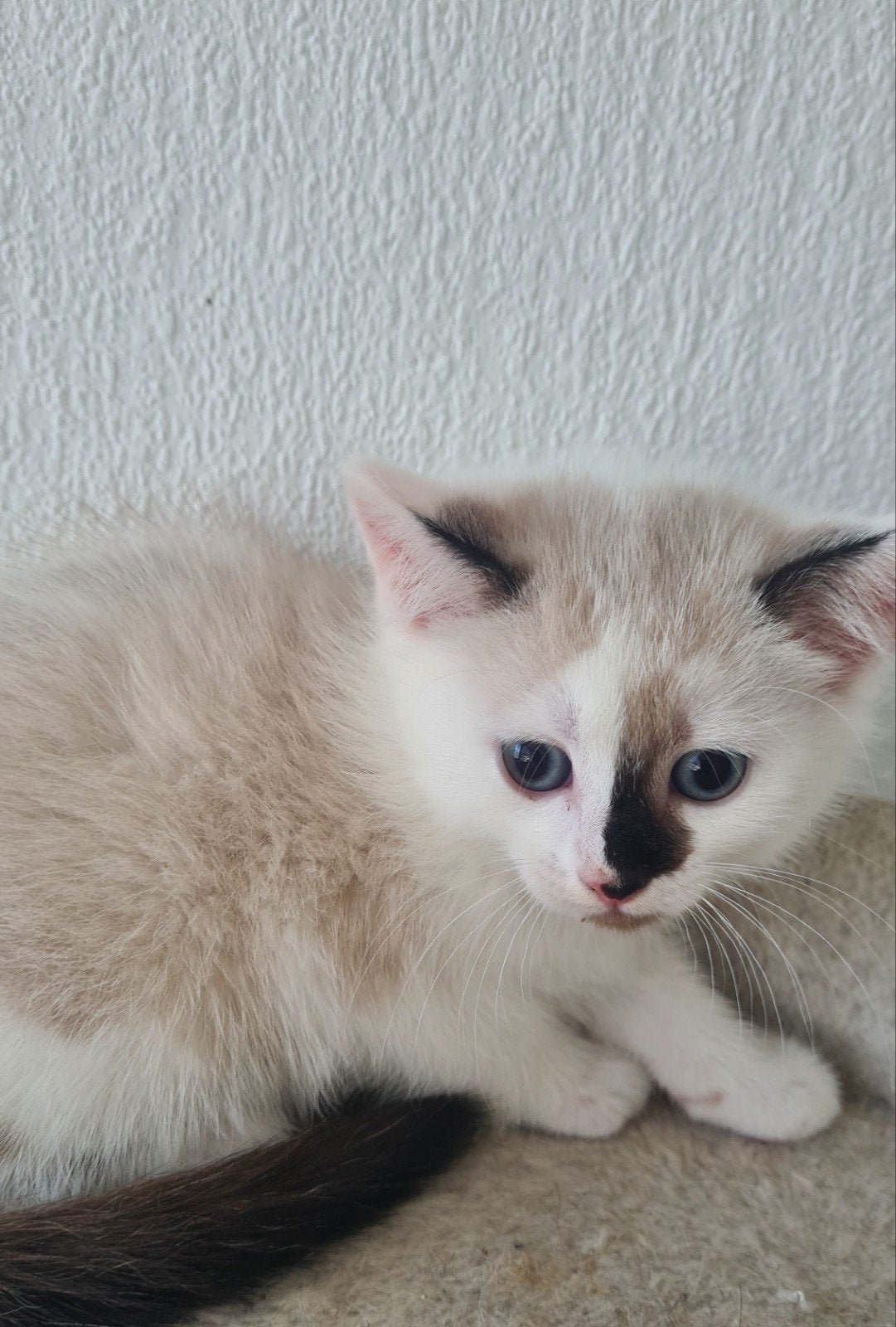 Katten van Ragdol moeder en Britse Korthaar vader, Dieren en Toebehoren, Poes