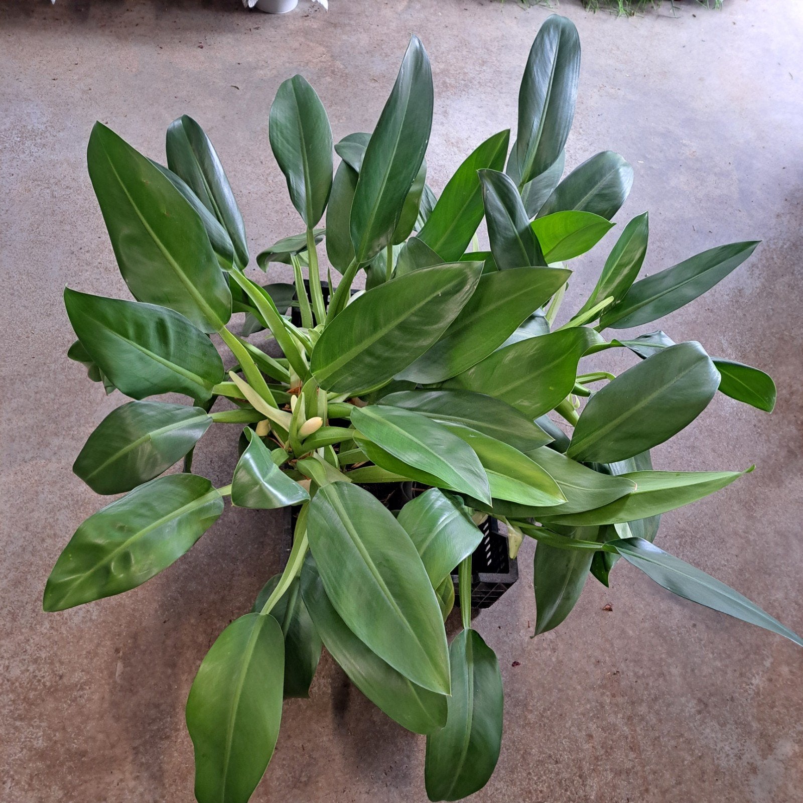 Philodendron plant(en ) totaal €20,-, Huis en Inrichting, Kamerplanten, Ophalen, Halfschaduw, Minder dan 100 cm