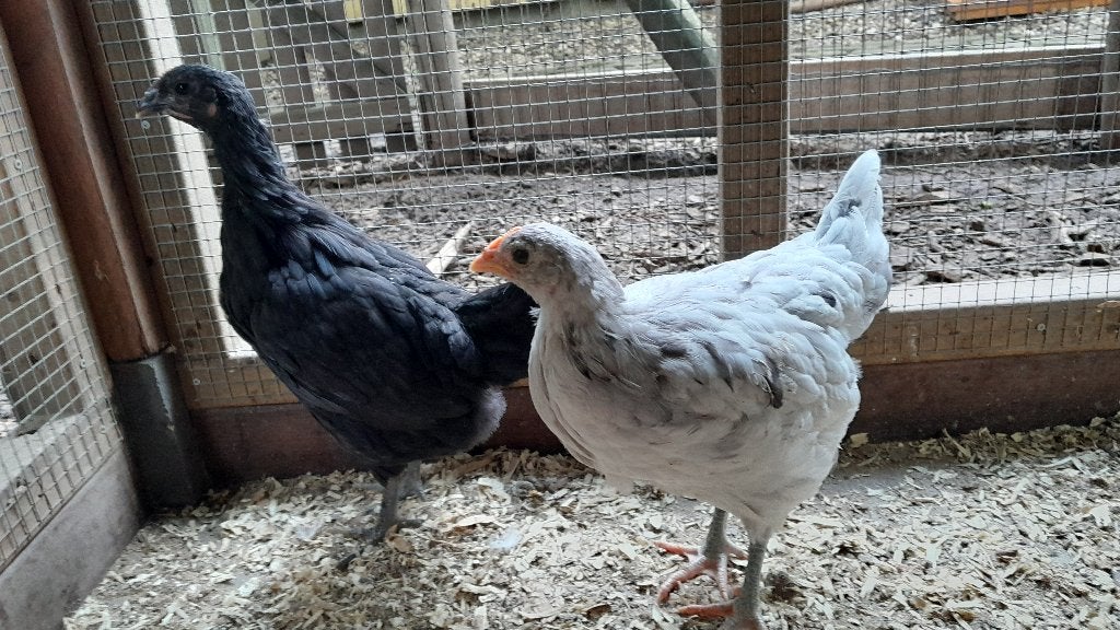 Australorp kuikens (hennen), Dieren en Toebehoren, Pluimvee, Vrouwelijk, Kip
