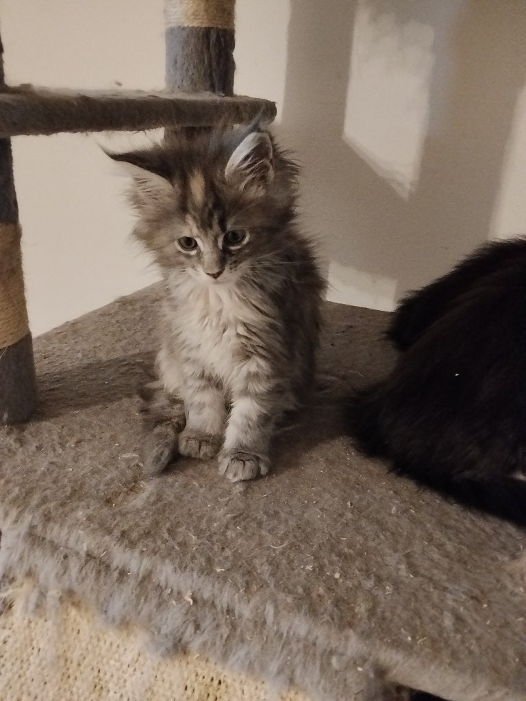 Russische Maine Coon kittens met stamboom, Meerdere dieren, Met stamboom