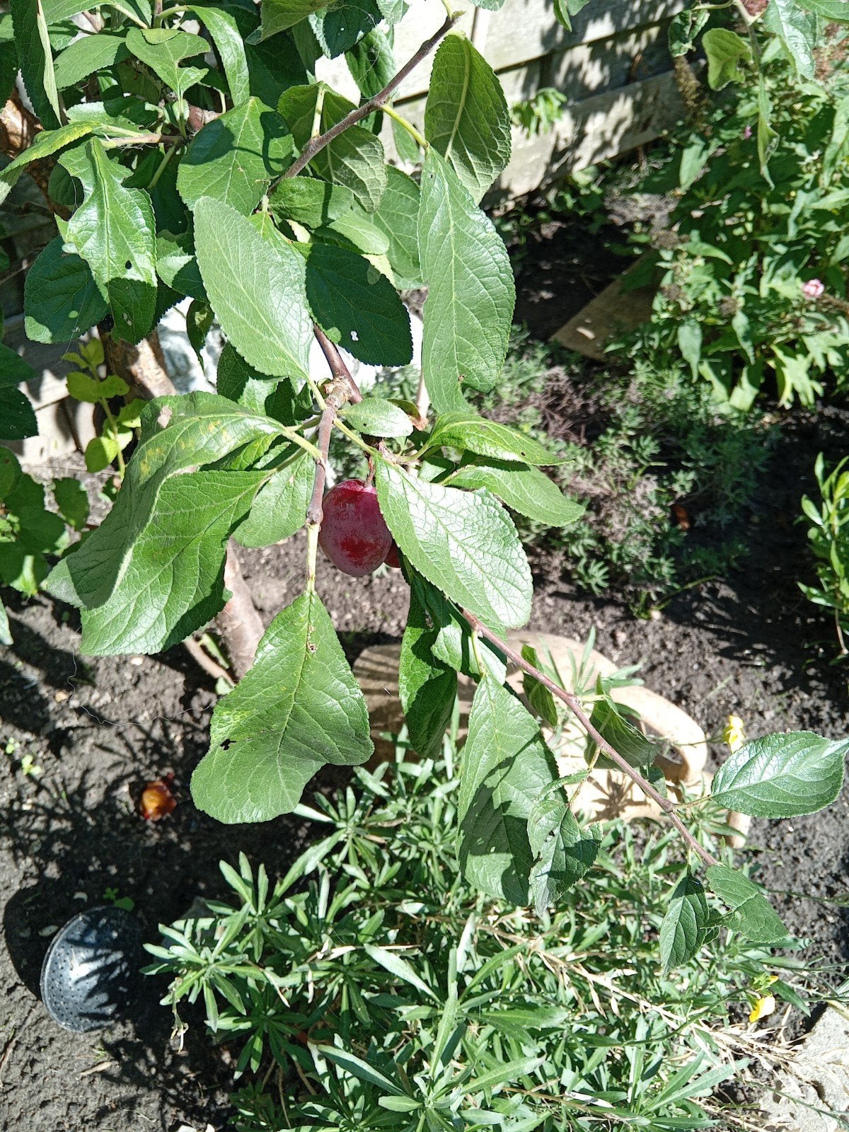 Pruimenboom - Heerlijke verse pruimen uit eigen tuin!, Ophalen, Lente, Volle zon, Pruimenboom