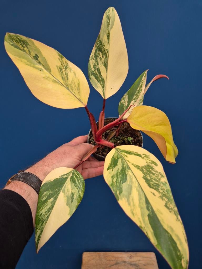 Philodendron Strawberry Shake p14 (2), Huis en Inrichting, Kamerplanten, Ophalen of Verzenden, Halfschaduw, Minder dan 100 cm
