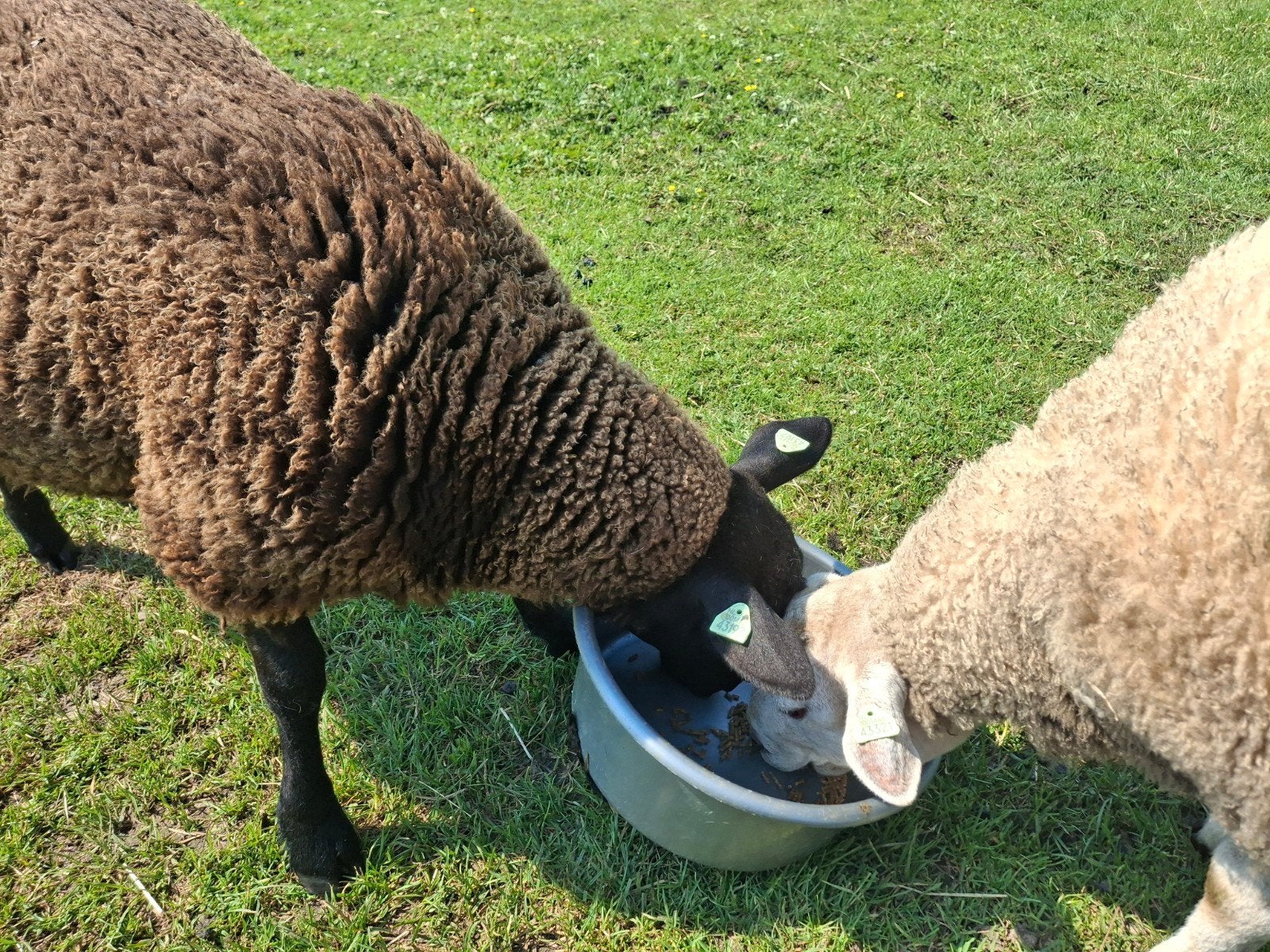 Zwarte ooi de witte is een ram ze zijn super tam ubn verplic, Meerdere dieren, Schaap