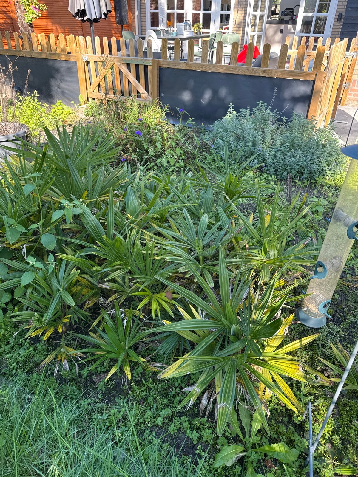 Kleine palmpjes af te halen (Trachycarpus Fortunei), Volle zon, Vaste plant, Bloeit niet, Ophalen