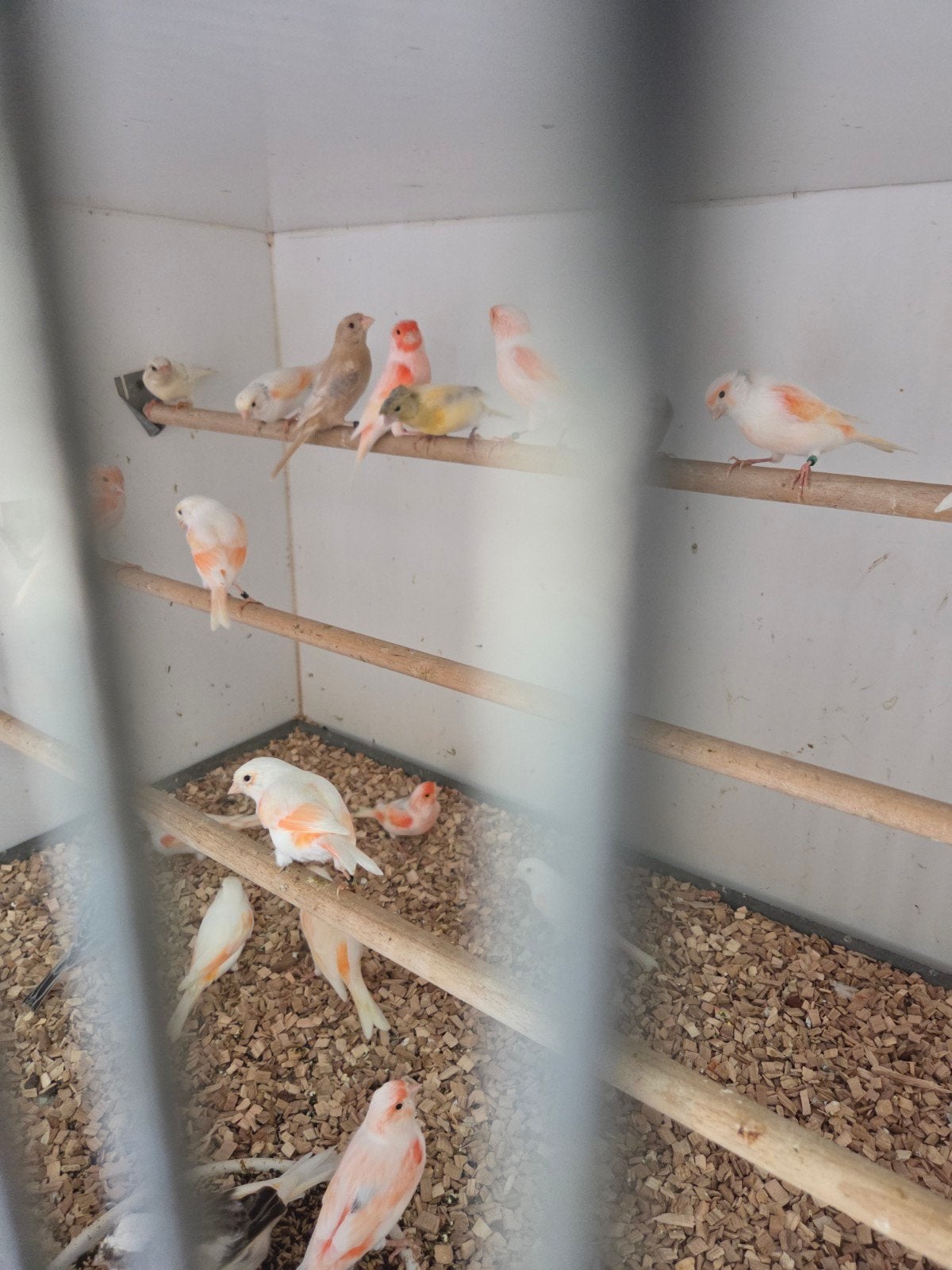 rood mozaiek kanaries, Dieren en Toebehoren