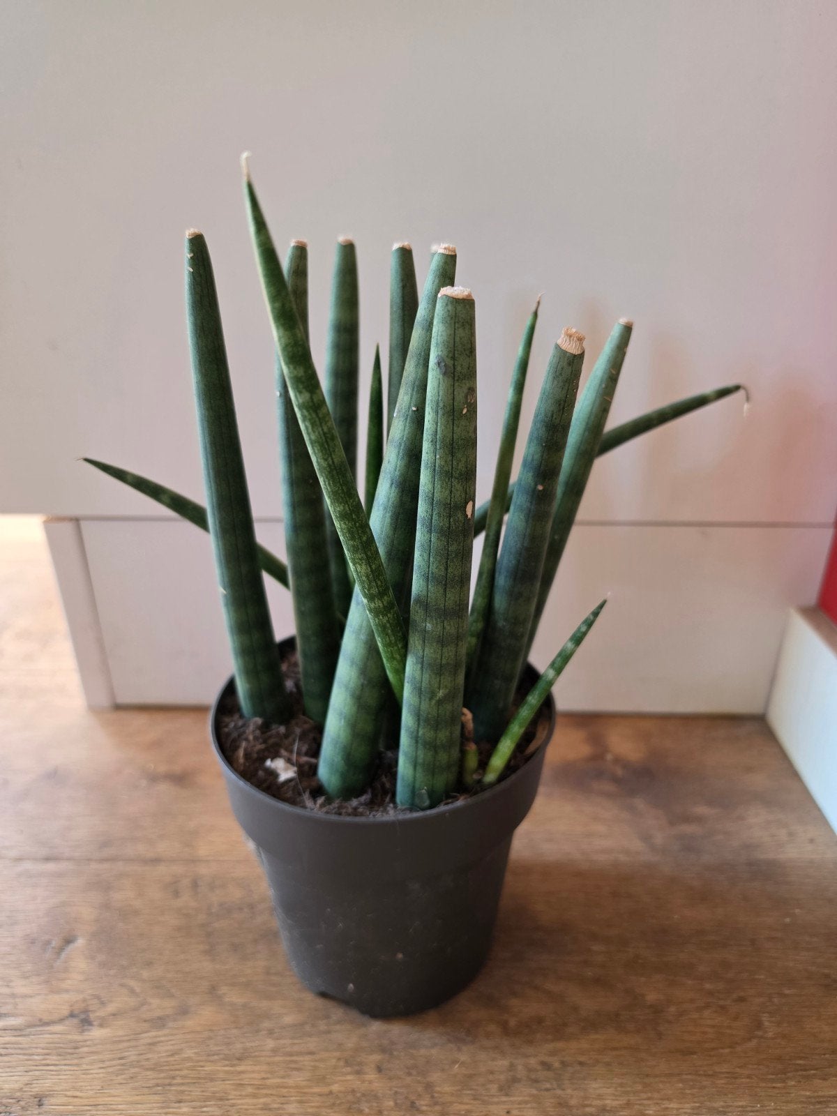 gratis sanseveria plant, Ophalen, Halfschaduw, Minder dan 100 cm
